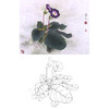 工笔花鸟白描底稿-花卉-斗方小品册页-A236 商品缩略图0