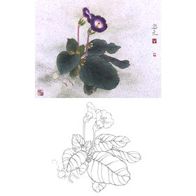 工笔花鸟白描底稿-花卉-斗方小品册页-A236