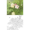周中耀工笔花鸟白描底稿-牡丹《占断韶华》-斗方小品册页-A271 商品缩略图0