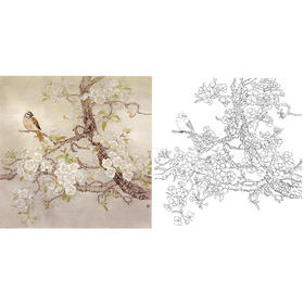 工笔花鸟白描底稿-梨花-斗方小品册页-A262