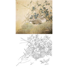 工笔花鸟白描底稿-鹌鹑-斗方小品册页-A263