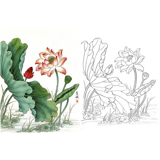 工笔花鸟白描底稿荷花斗方小品册页a301