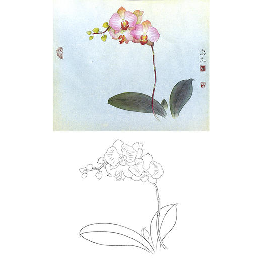 工笔花卉 简单白描图片
