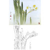工笔花鸟白描底稿-花卉水仙花-斗方小品册页-A241 商品缩略图0