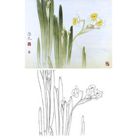 工笔花鸟白描底稿-花卉水仙花-斗方小品册页-A241