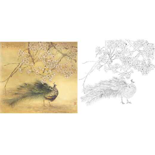 工笔花鸟白描底稿-孔雀-斗方小品册页-A465 商品图0