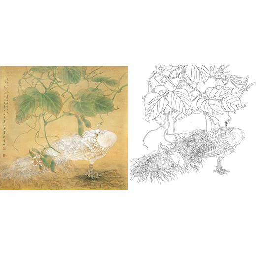 工笔花鸟白描底稿-孔雀-斗方小品册页-A464 商品图0