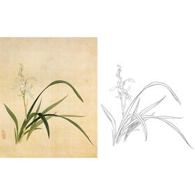 俞致贞工笔花鸟白描底稿-兰花《秋兰》-斗方小品册页-A371
