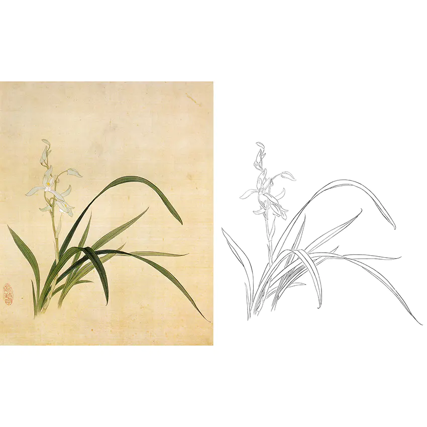 俞致贞工笔花鸟白描底稿-兰花《秋兰》-斗方小品册页-a371
