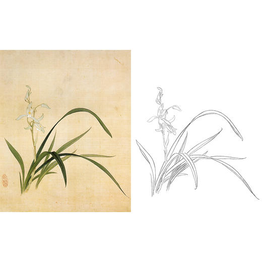 俞致贞工笔花鸟白描底稿兰花秋兰斗方小品册页a371