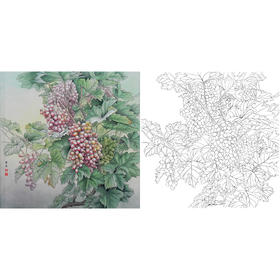 工笔花鸟白描底稿-孙锡之-葡萄-斗方小品册页-A449
