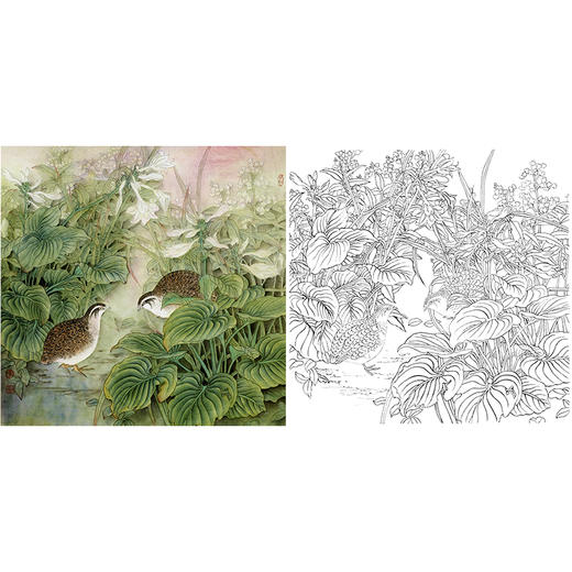 工笔花鸟白描底稿鹌鹑斗方小品册页a503
