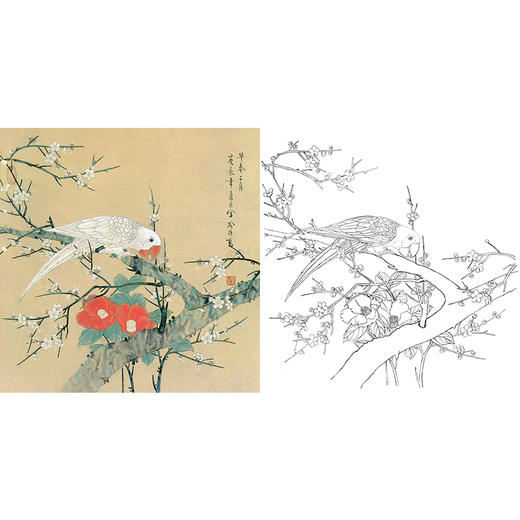工笔花鸟白描底稿-喻继高-梅花山茶鹦鹉-斗方小品册页-A493 商品图0