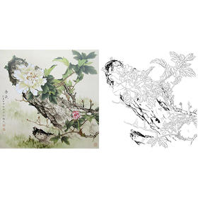 工笔花鸟白描底稿-牡丹-斗方小品册页-A470
