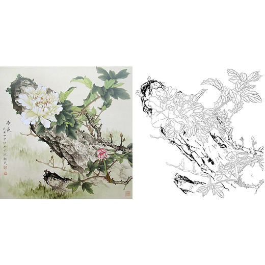 工笔花鸟白描底稿-牡丹-斗方小品册页-A470 商品图0