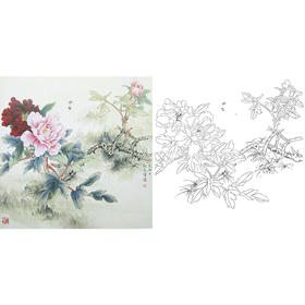 工笔花鸟白描底稿-牡丹-斗方小品册页-A471