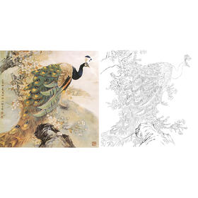 工笔花鸟白描底稿-张玉明-孔雀-斗方小品册页-A466
