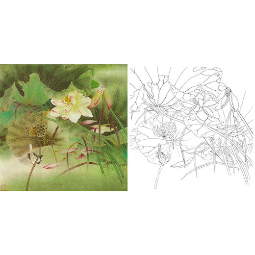 工笔花鸟白描底稿-曹小民-荷花-斗方小品册页-A460 商品图0