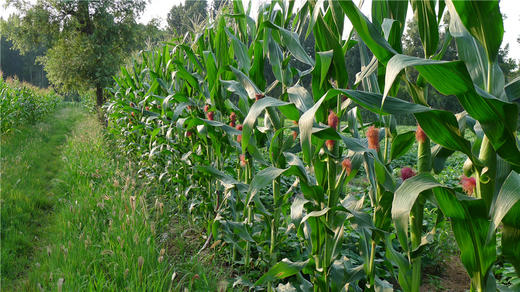 玉米面/糁/碴---净田社自产 商品图3