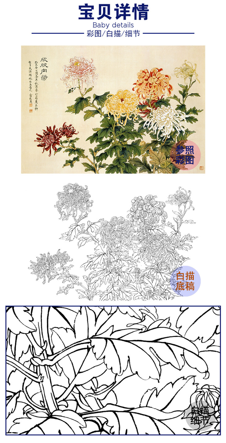 工笔花鸟白描底稿-俞致贞-花卉菊花《欣欣向荣》-斗方小品册页-多种
