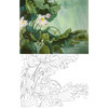工笔花鸟白描底稿-周中耀-荷花-斗方小品册页-A516 商品缩略图0