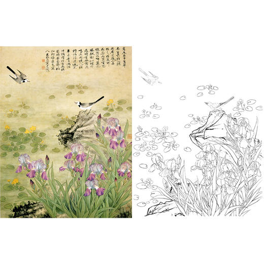 工笔花鸟白描底稿-俞致贞《鸢尾扑春图》-斗方小品册页-多种白描尺寸可选-A546 商品图0