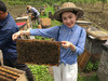 欢姑娘黑蜂椴树雪蜜黑蜂酿的白蜂蜜 国家地理标志产品。 商品缩略图0
