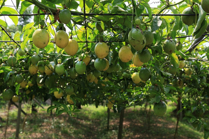 钦蜜不加蜂蜜也很甜的黄金百香果宝宝爱的辅食美味香甜多汁果园现摘