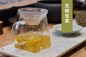 入门级古树普洱茶，357g饼生茶，景迈山古树纯料，陈香、樟木香