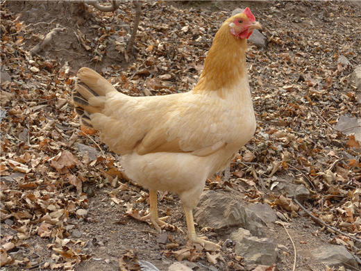 老母鸡（适合煲汤）/大公鸡（适合红烧）～净田社山林自由放养 商品图1