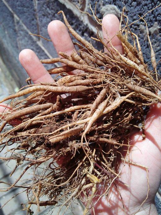 土哆哆赶乡场云南野生千针万线草1斤炖排骨泡酒