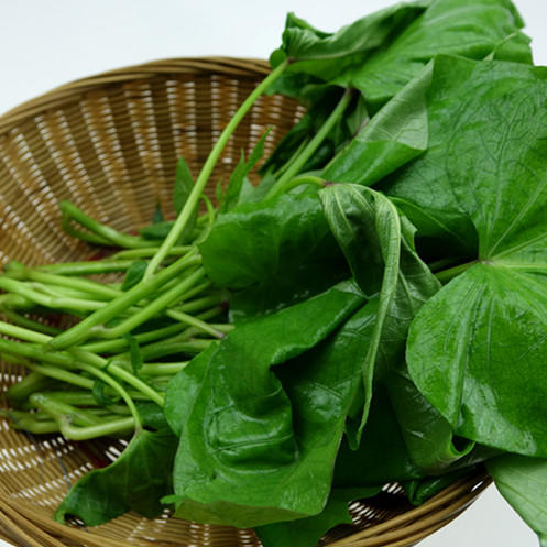 红薯叶 商品图0