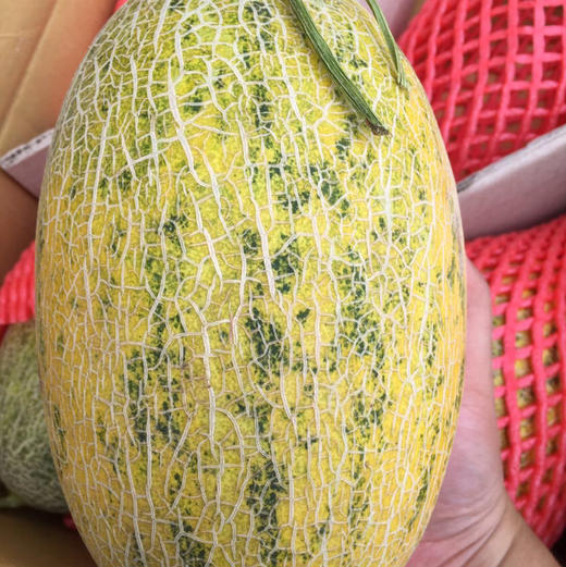 「水果优选」新疆86王哈密瓜