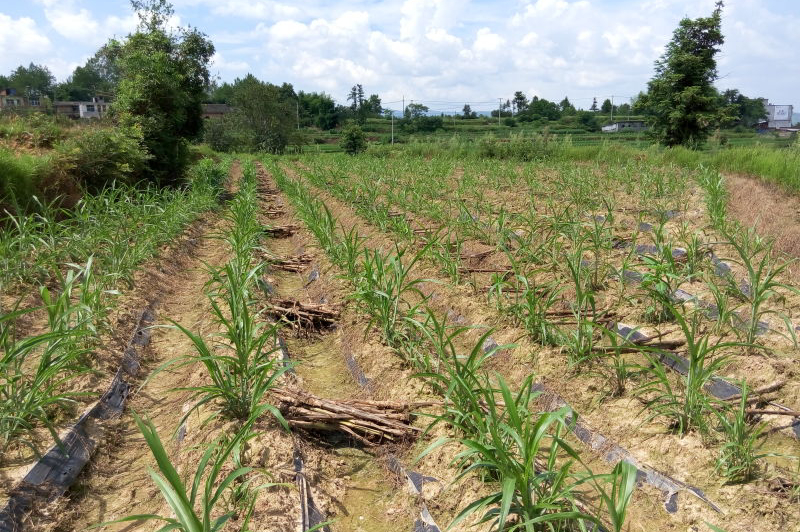 全国包邮好煮薏宁化糯薏米产地直供香糯粘稠软滑细腻