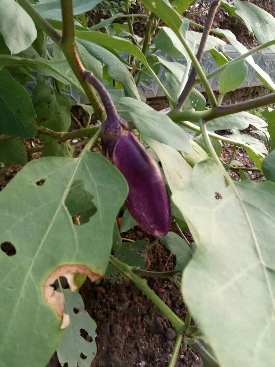 长阳土特产干茄子