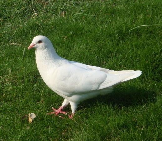 603中鸽1只玉米喂养(默认宰杀) 商品图0