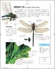 DK儿童动物大百科（5-18岁） 商品缩略图1