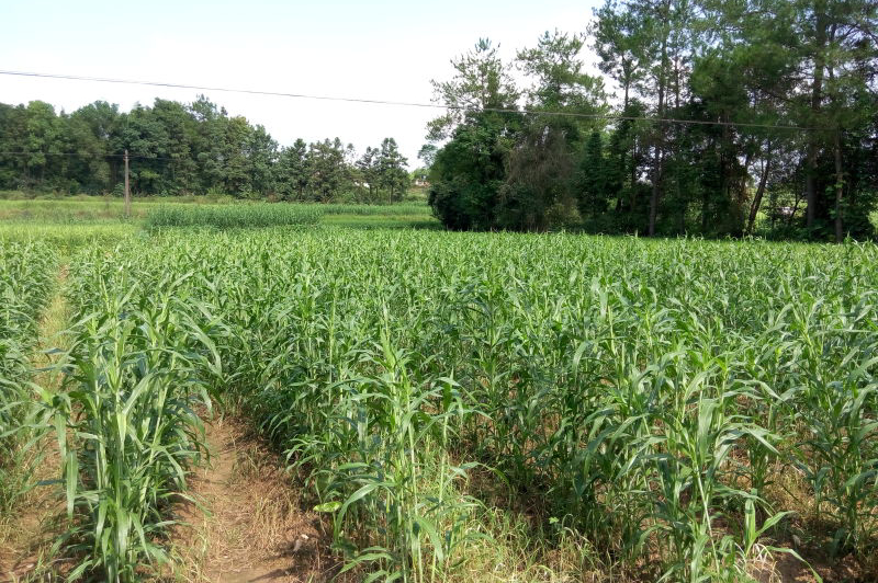 全国包邮好煮薏宁化糯薏米产地直供香糯粘稠软滑细腻