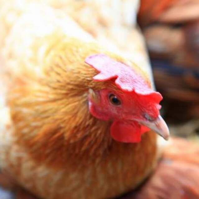 远谷散养柴母鸡2只装限时促销