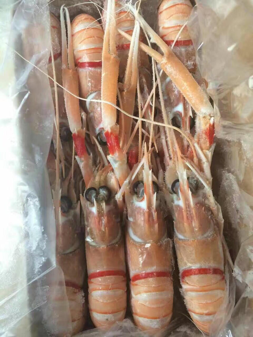 新西兰connors catch南极小龙虾 1kg装 jumbo大号还有1号特价回归啦!