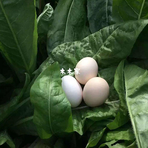 生态牧草蛋 商品图1