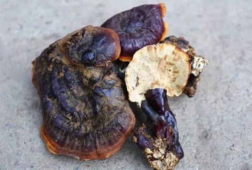 特级野生灵芝 商品图1