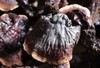 特级野生灵芝 商品缩略图2