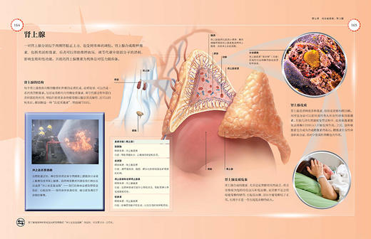 中国国家地理少儿百科：人体（国家地理少儿系列） 商品图4