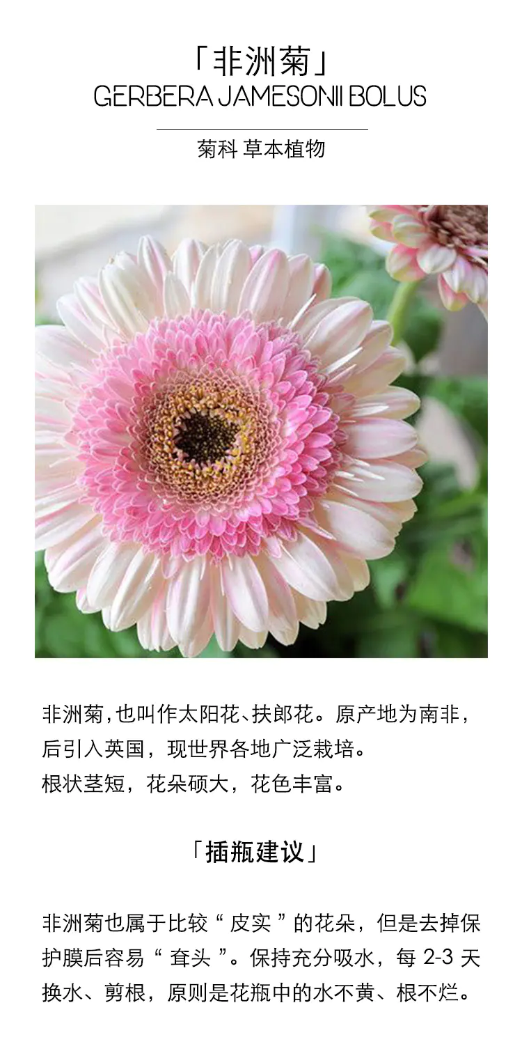 花点心选