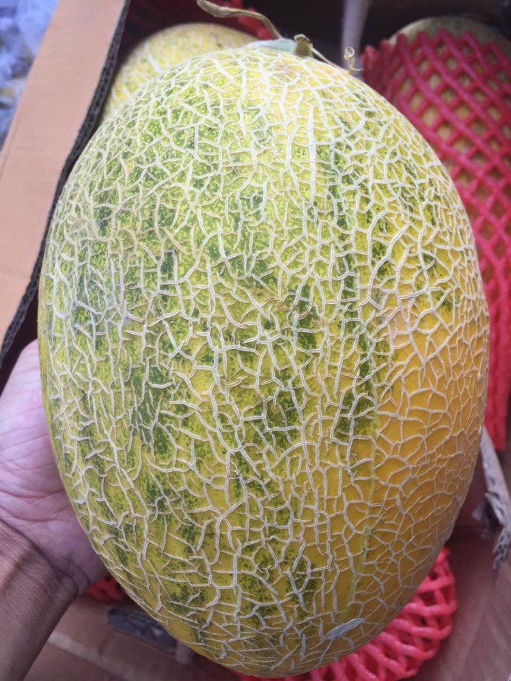 「水果优选」新疆八六王蜜瓜