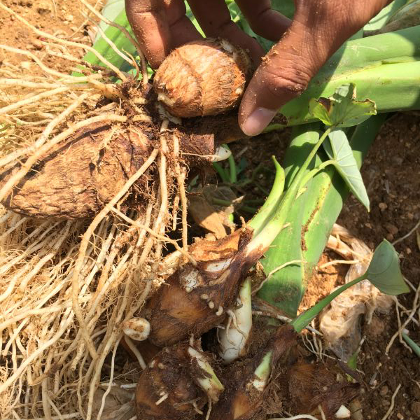 全国包邮龙山百果园山芋头产地直供