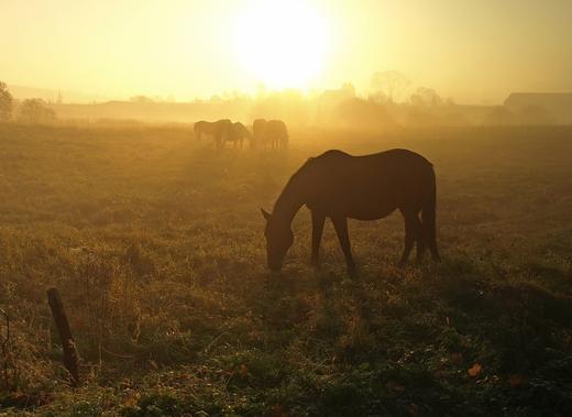 《你心柔软,却有力量》   林清玄  商品图7