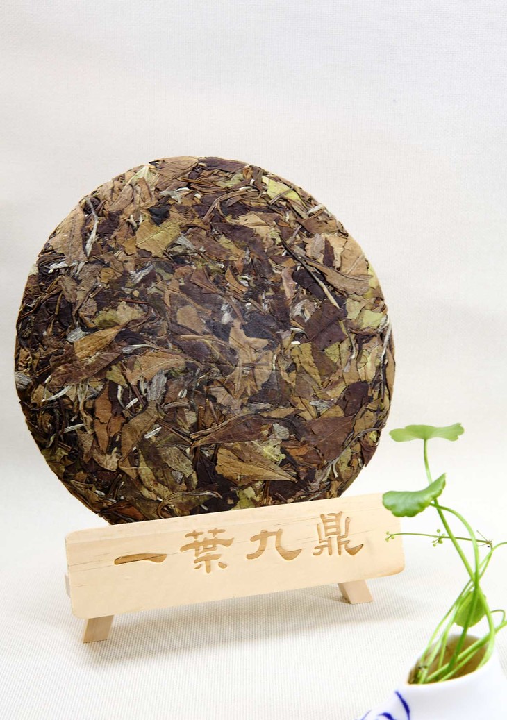 大洋山福鼎白茶一级产区 海拔800米高山孕好茶