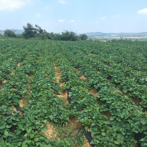 全国包邮龙山百果园山芋头产地直供